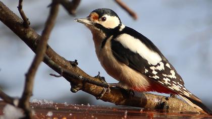 Orman alaca ağaçkakanı