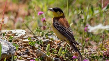 Black-headed Bunting
