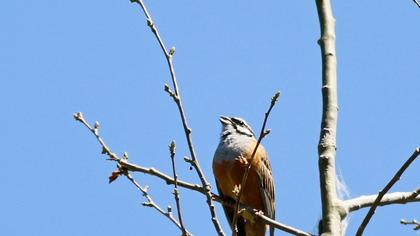 Rock Bunting