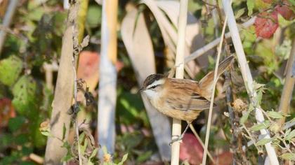 Bıyıklı kamışçın
