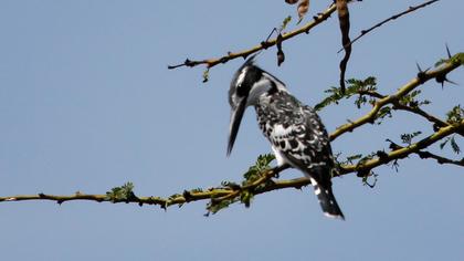 Alaca yalıçapkını