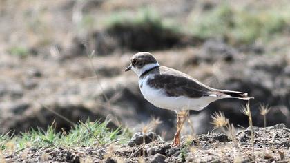 Halkalı küçük cılıbıt