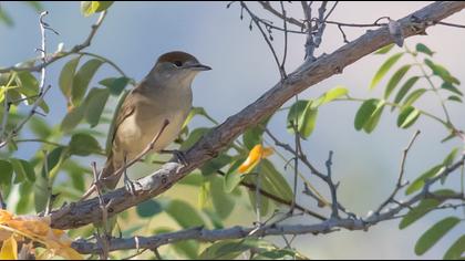Karabaşlı ötleğen