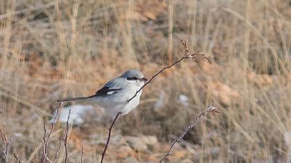 Büyük örümcekkuşu