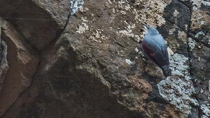 Duvar tırmaşıkkuşu