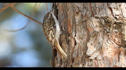 Short-toed Treecreeper