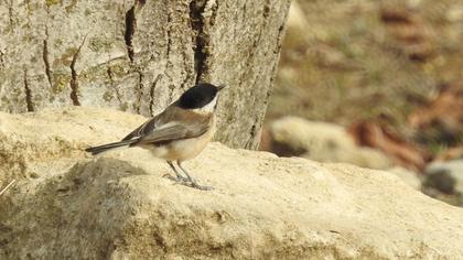 Kayın baştankarası