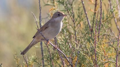 Akgerdanlı ötleğen