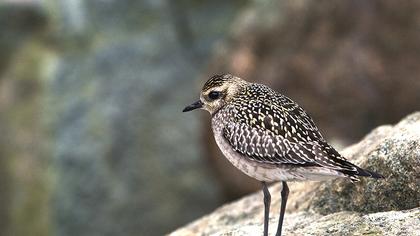 Küçük altın yağmurcun