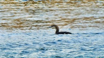 Karagerdanlı dalgıç