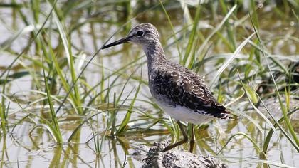 Orman düdükçünü