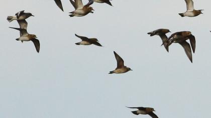 Küçük altın yağmurcun