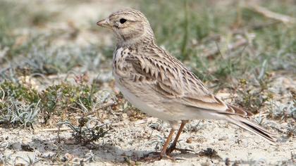 Türkistan çorak toygarı