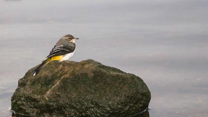 Dağ kuyruksallayanı