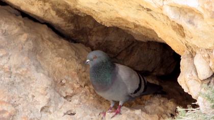 Kaya güvercini