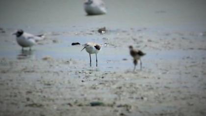 Bataklık düdükçünü