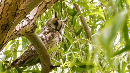 Kulaklı orman baykuşu