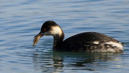 Karaboyunlu batağan
