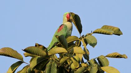 İskender papağanı