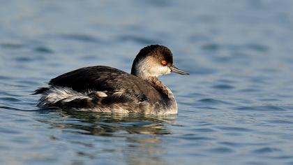 Karaboyunlu batağan