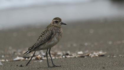 Küçük altın yağmurcun