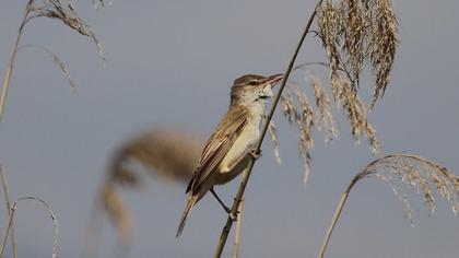 Büyük kamışçın
