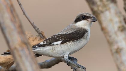 Karaalınlı örümcekkuşu