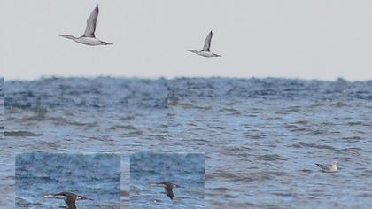 Kızılgerdanlı dalgıç