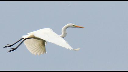 Büyük ak balıkçıl