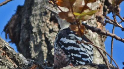 White-backed Woodpecker