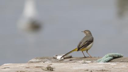 Dağ kuyruksallayanı