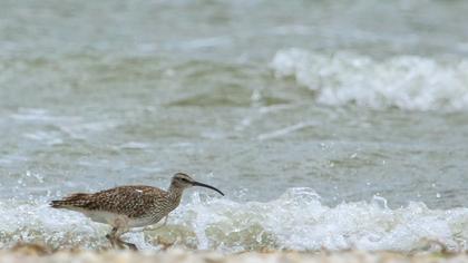 Sürmeli kervançulluğu
