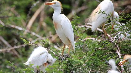Sığır balıkçılı