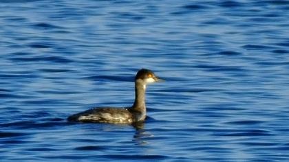 Karaboyunlu batağan