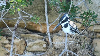Alaca yalıçapkını