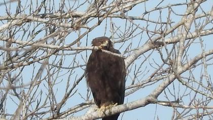 Büyük orman kartalı