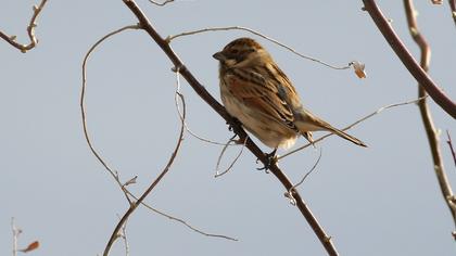 Bataklık Kirazkuşu