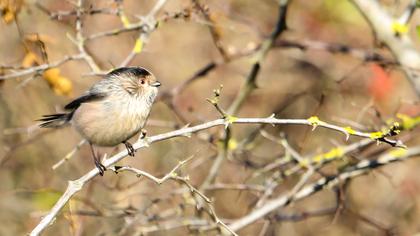 Uzunkuyruklu baştankara