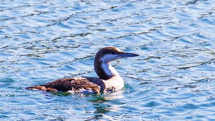 Karagerdanlı dalgıç