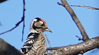 Küçük ağaçkakan