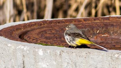 Dağ kuyruksallayanı
