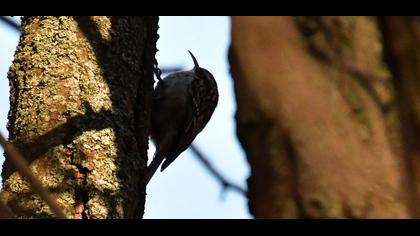 Bahçe tırmaşıkkuşu