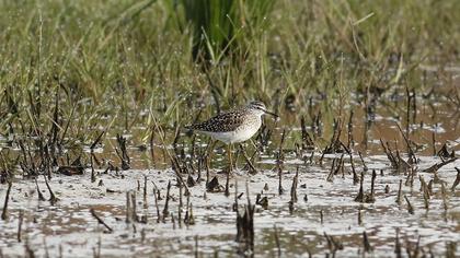 Orman düdükçünü