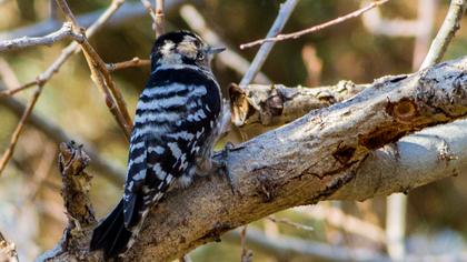 Küçük ağaçkakan