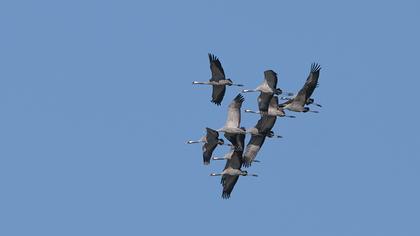 Common Crane