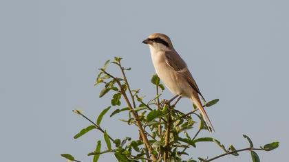 Türkistan örümcekkuşu