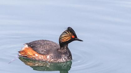 Karaboyunlu batağan
