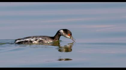 Karaboyunlu batağan
