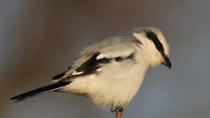 Büyük örümcekkuşu