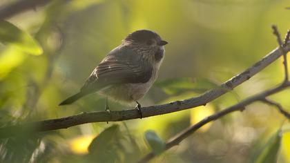 Uzunkuyruklu baştankara
